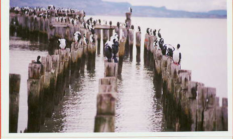 pajaros