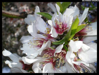 Conjunto de Flores