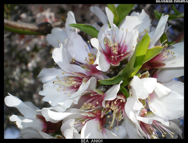 Conjunto de Flores 