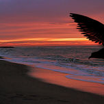 Aves thumbnail 1