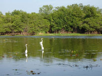 Garzas