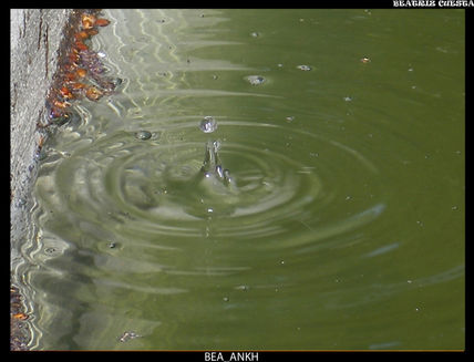 La gota