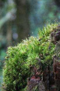 Verde y vivo