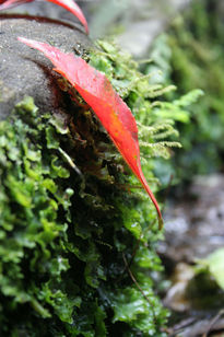 Tensiòn