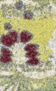 VOYNICH 6