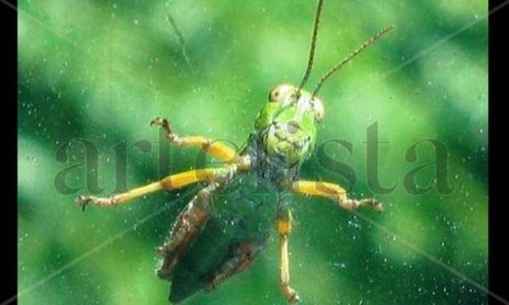 PANXULINA