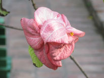 Una  flor  brasilera