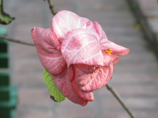 una  flor  brasilera
