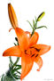 Lirio Naranja III