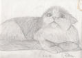mi primer gato