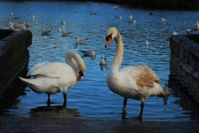 Swans at Cork Lough I Naturaleza Color (Digital)