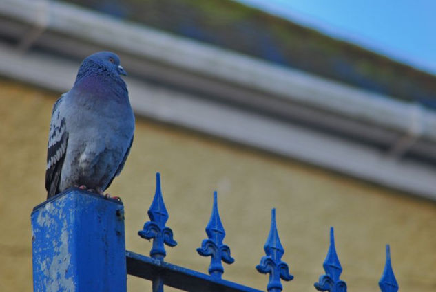 Pigeon Naturaleza Color (Digital)