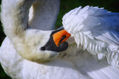 Swan