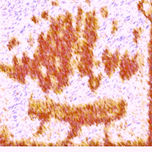 EL CÓDIGO VOYNICH thumbnail 2