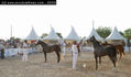 2003 -  2º Cpto. de Mallorca de Caballos de Pura Raza - 1