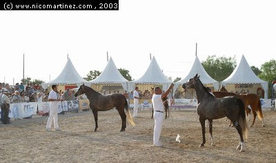 2003 -  2º Cpto. de Mallorca de Caballos de Pura Raza - 1