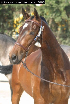 2003 -  2º Cpto. de Mallorca de Caballos de Pura Raza - 2