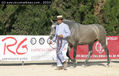 2003 -  2º Cpto. de Mallorca de Caballos de Pura Raza - 3