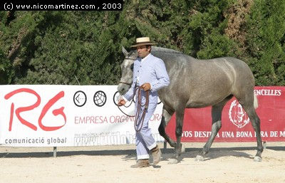 2003 -  2º Cpto. de Mallorca de Caballos de Pura Raza - 3