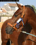 2003 -  2º Cpto. de Mallorca de Caballos de Pura Raza - 4