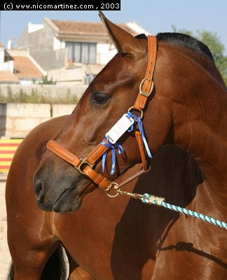 2003 -  2º Cpto. de Mallorca de Caballos de Pura Raza - 4 