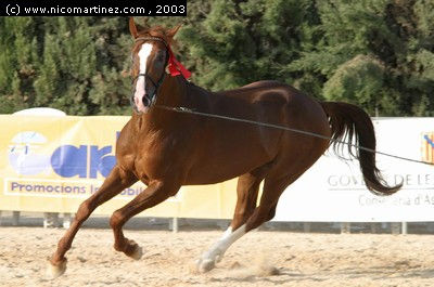 2003 -  2º Cpto. de Mallorca de Caballos de Pura Raza - 5 