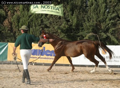 2003 -  2º Cpto. de Mallorca de Caballos de Pura Raza - 7 