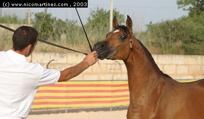 2003 -  2º Cpto. de Mallorca de Caballos de Pura Raza - 8 