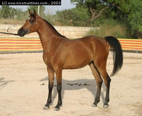 2003 -  2º Cpto. de...