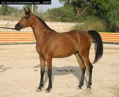2003 -  2º Cpto. de Mallorca de Caballos de Pura Raza - 9 