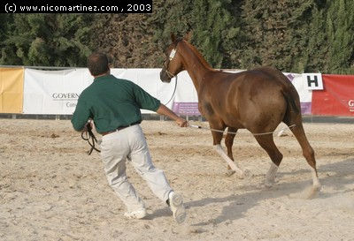 2003 -  2º Cpto. de Mallorca de Caballos de Pura Raza - 10