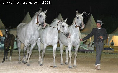 2003 -  2º Cpto. de Mallorca de Caballos de Pura Raza - 11