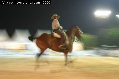 2003 -  2º Cpto. de Mallorca de Caballos de Pura Raza - 12 