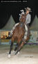 2003 -  2º Cpto. de Mallorca de Caballos de Pura Raza - 13