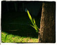 palmera enana
