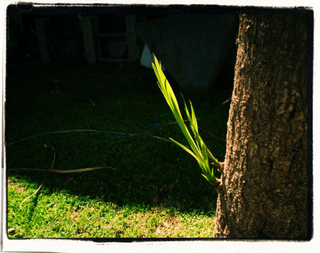 palmera enana 