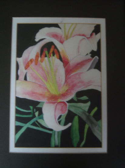 Lily Flowers 