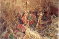 Naturaleza muerta II