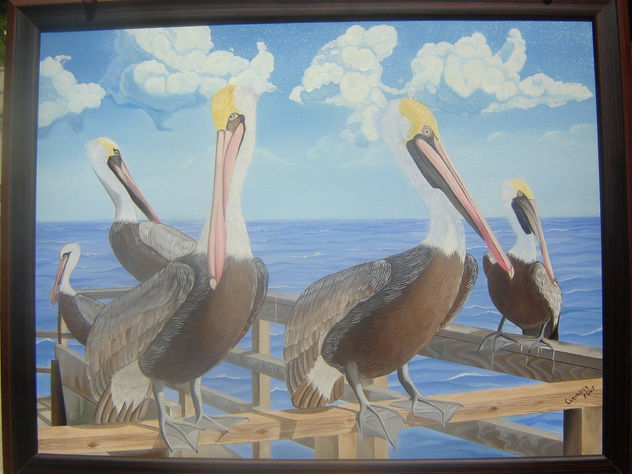 pelicanos