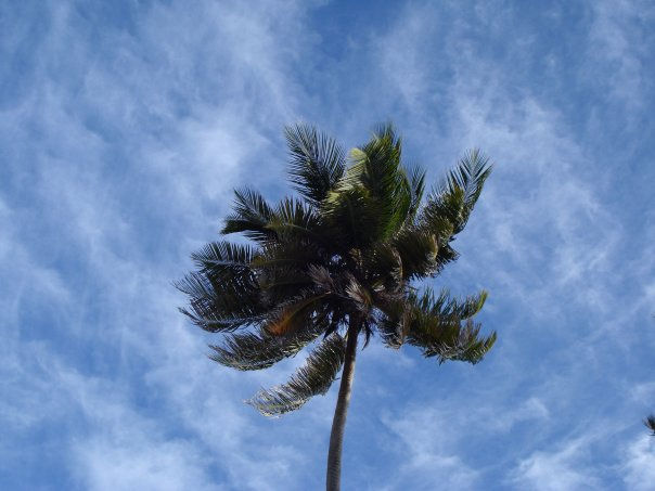 Palmera sobre cielo 