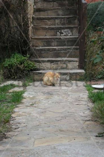 La soledad del gato 