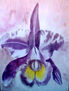 ORQUIDEA