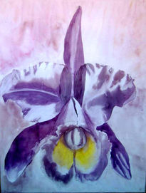 Orquidea