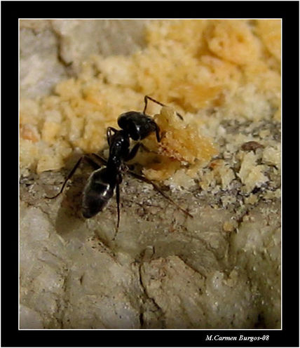 Hormiga comiendo...