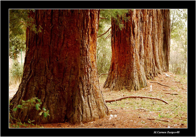 Las magníficas secuoyas Nature Color (Digital)