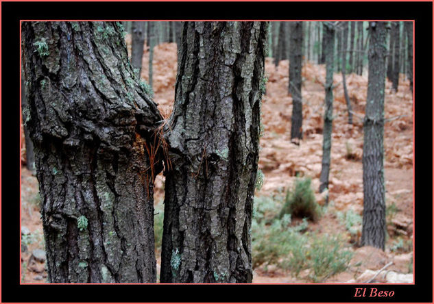 El beso de los troncos Naturaleza Color (Digital)