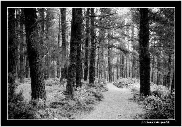 Bosque de pinos Nature Black and White (Digital)