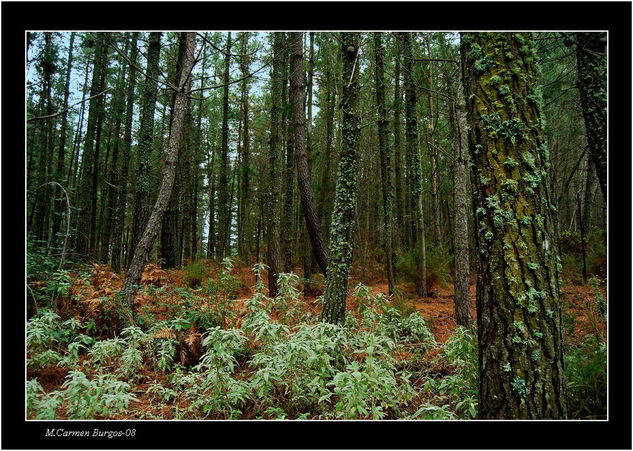 Musgo en el pinar Nature Color (Digital)