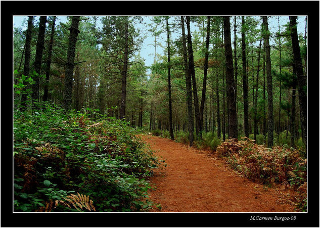 Bosque malagueño Nature Color (Digital)