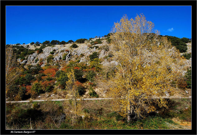 Colores de un otoño mediterráneo Naturaleza Color (Digital)